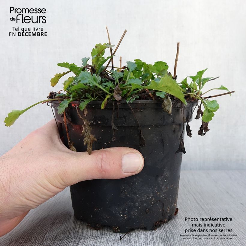 Esimerkki syksyllä toimitetusta Leucanthemum vulgare Maikonigin - Marguerite Reine de Mai Pot de 2L/3L-taimesta