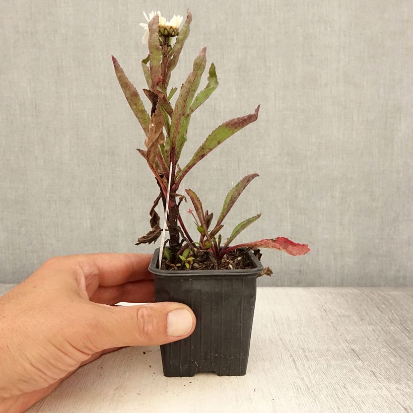 Esimerkki kesällä toimitetusta Leucanthemum x superbum Brightside - Grande marguerite Godet de 8/9 cm-taimesta