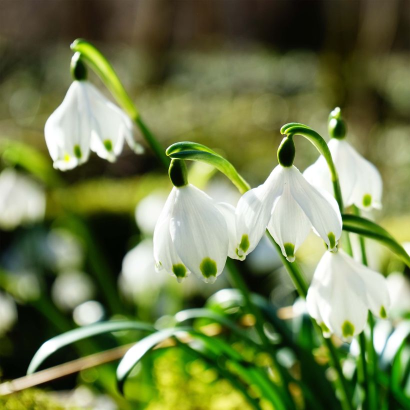 Kevätkello - Leucojum vernum (Kukinta)
