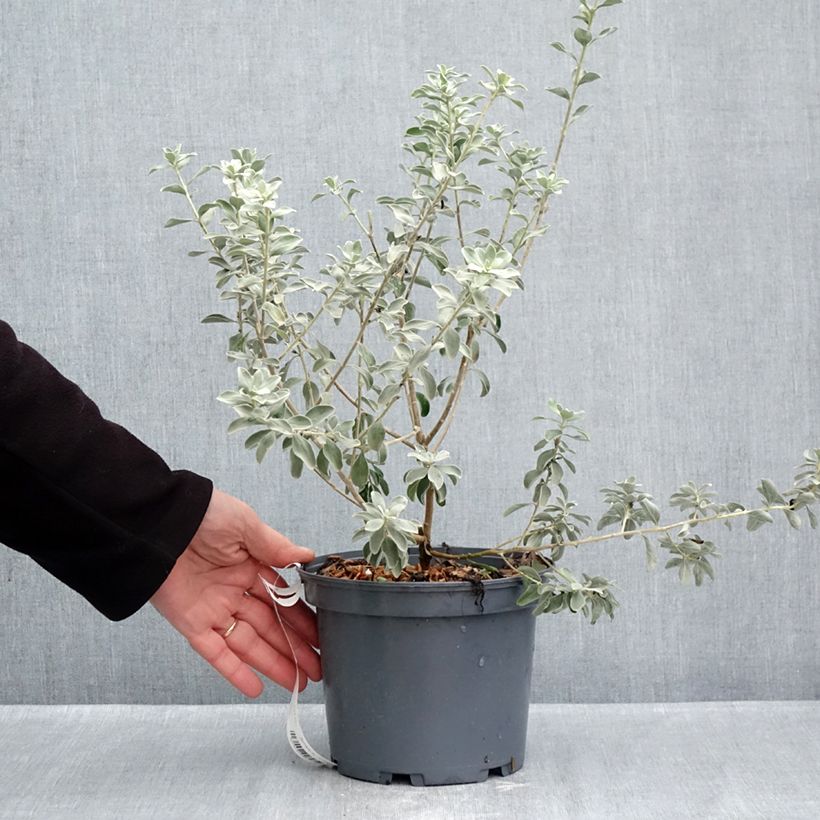 Esimerkki syksyllä toimitetusta Leucophyllum frutescens 3 litran/4 litran ruukku-taimesta