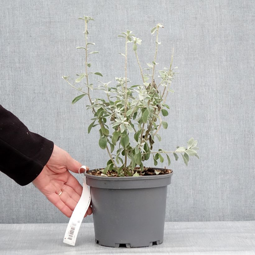 Esimerkki talvella toimitetusta Leucophyllum frutescens - Sauge du désert Pot de 3L/4L-taimesta