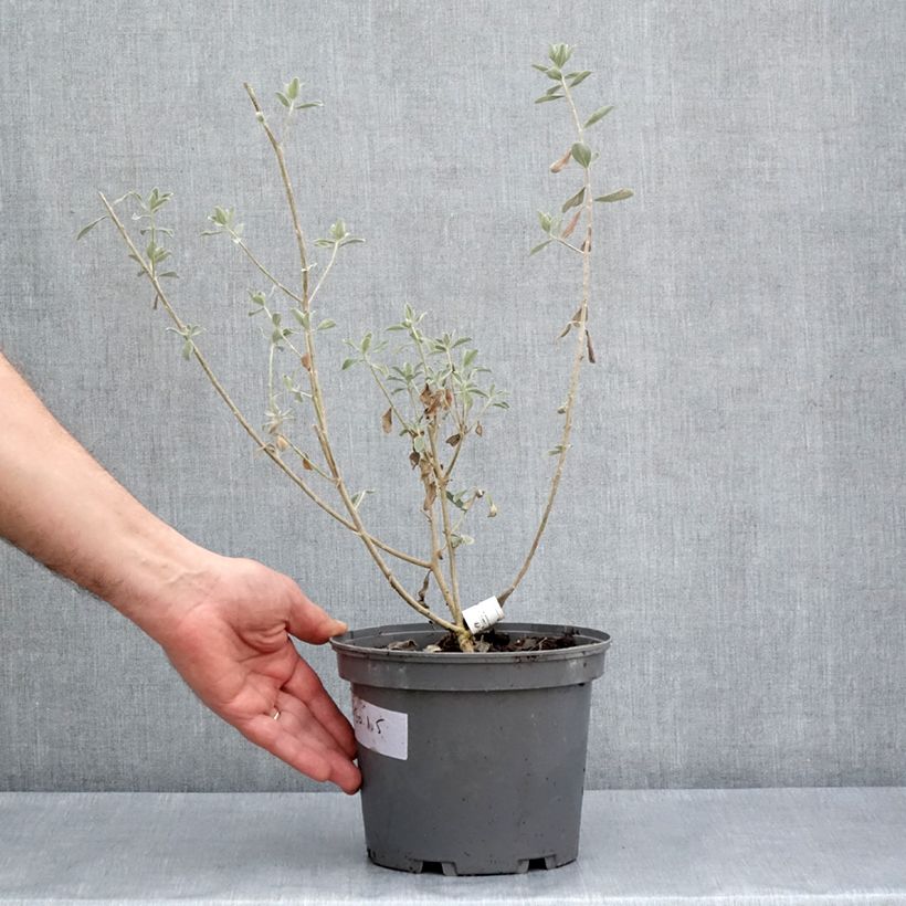 Esimerkki keväällä toimitetusta Leucophyllum frutescens Ruukku 3L / 4L-taimesta
