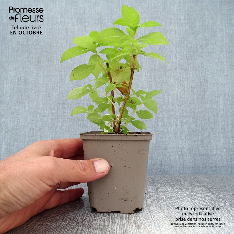 Esimerkki syksyllä toimitetusta Leucosceptrum japonicum Golden Angel 8/9 cm taimiruukku-taimesta