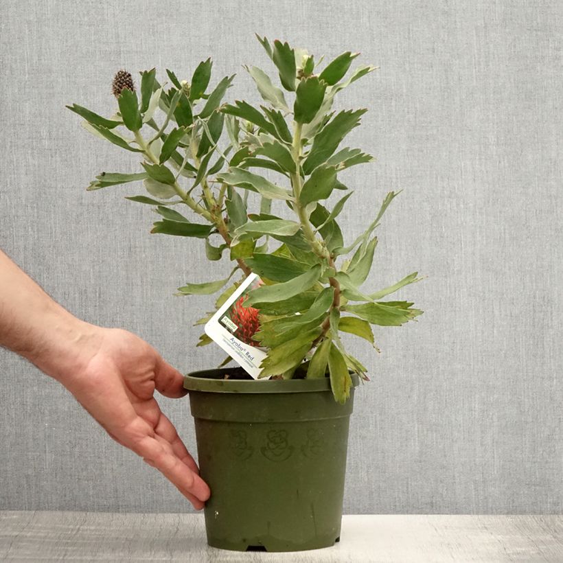 Esimerkki kesällä toimitetusta Leucospermum Ayoba Red Pot de 2L/3L-taimesta