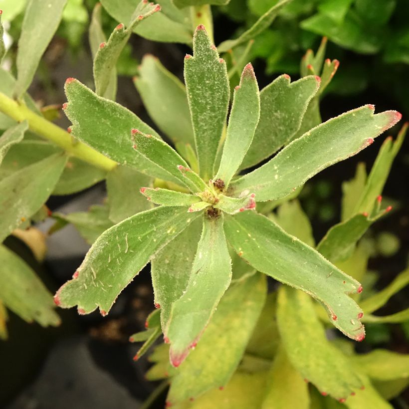 Leucospermum Ayoba Red (Lehvistö)