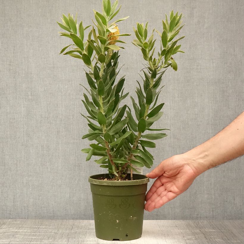 Esimerkki kesällä toimitetusta Leucospermum cordifolium Copper Carnival Pot de 2L/3L-taimesta