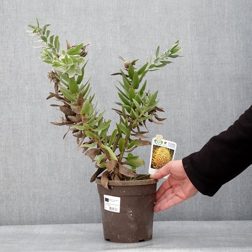 Esimerkki talvella toimitetusta Leucospermum Yellow Carnival - Pelote d'épingles Jaune Pot de 2L/3L-taimesta