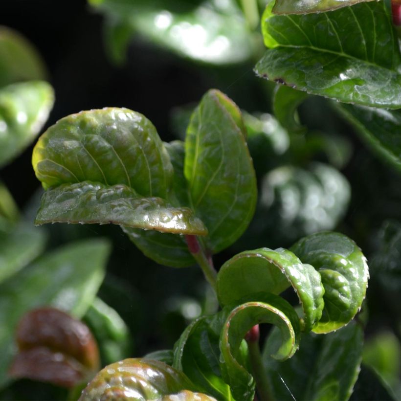 Leukotti Curly Red (Lehvistö)