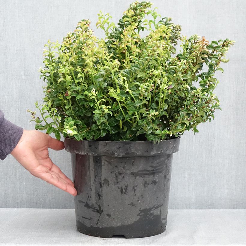 Esimerkki keväällä toimitetusta Leukotti Twisting Red Pot de 7,5L/10L-taimesta