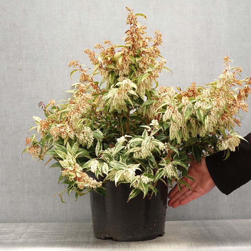 Esimerkki keväällä toimitetusta Leucothoe fontanesiana Makijaz Pot de 7,5L/10L-taimesta