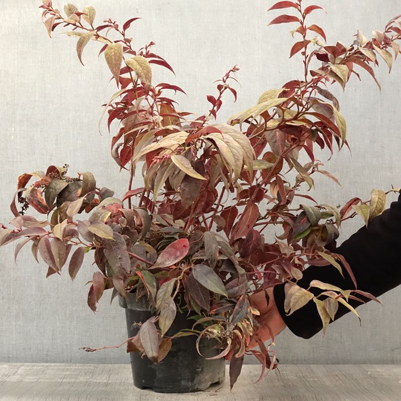 Esimerkki syksyllä toimitetusta Leucothoe fontanesiana Rainbow Pot de 7,5L/10L-taimesta