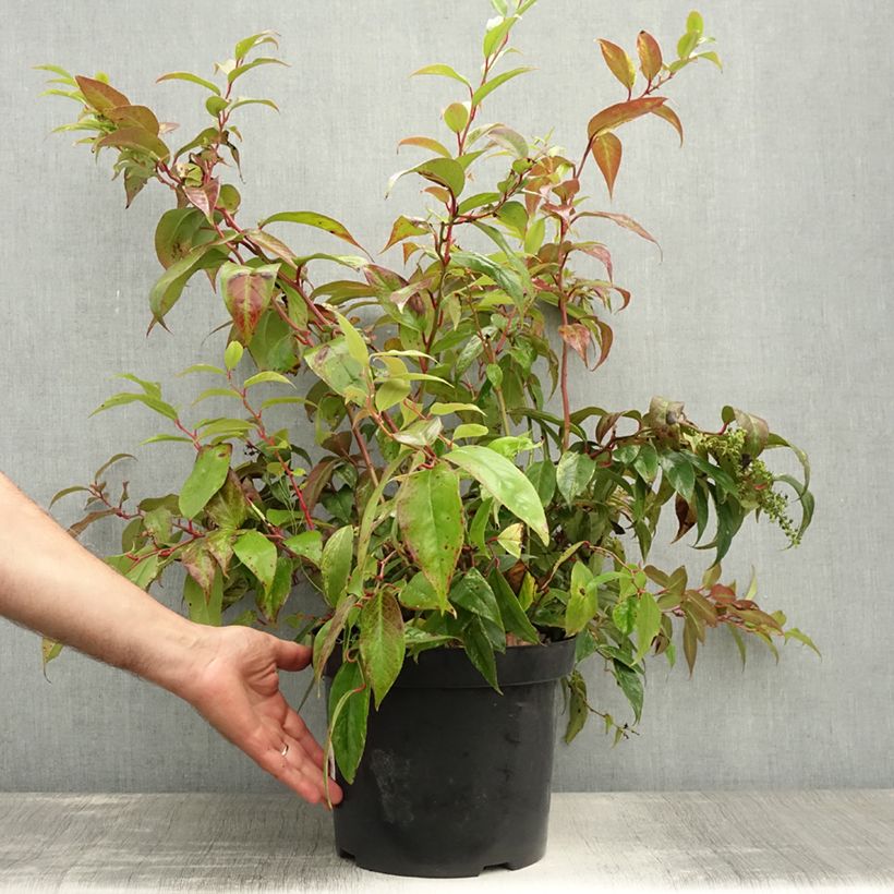 Esimerkki kesällä toimitetusta Rotkovititerttu Rainbow Pot de 7,5L/10L-taimesta
