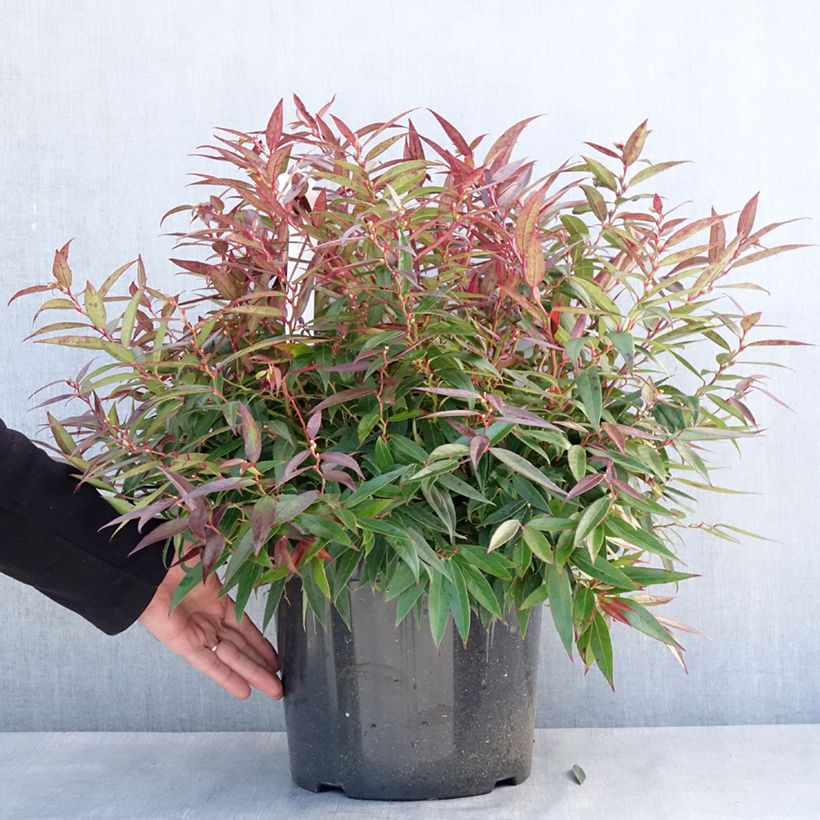 Esimerkki talvella toimitetusta Leucothoe keiskei Burning Love Pot de 7,5L/10L-taimesta