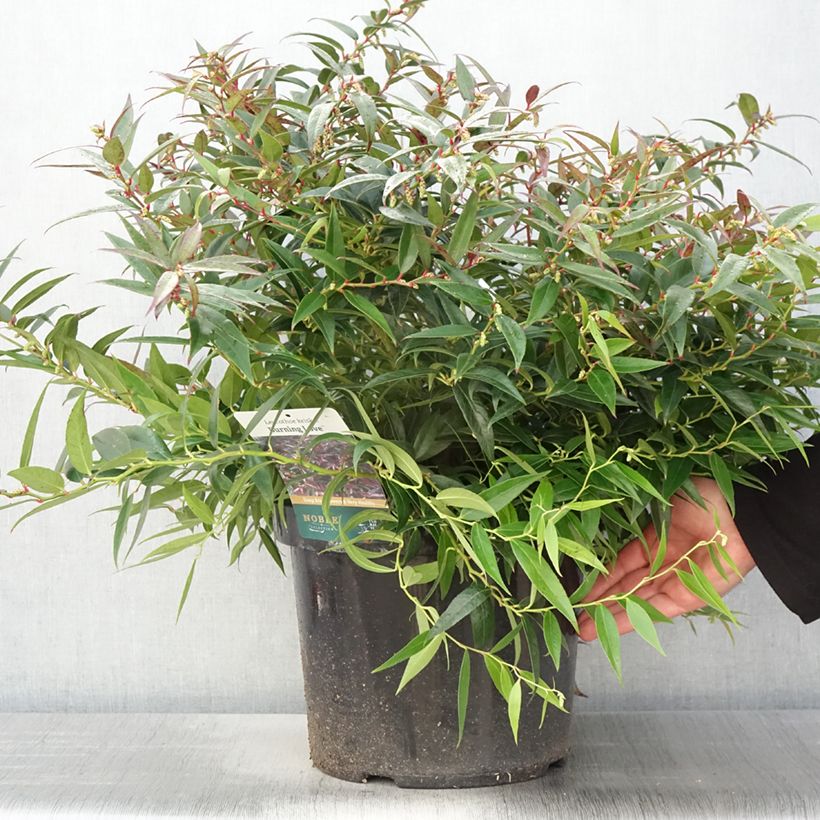 Esimerkki keväällä toimitetusta Leukotti Burning Love (‘Opstal 50’ ) Pot de 7,5L/10L-taimesta