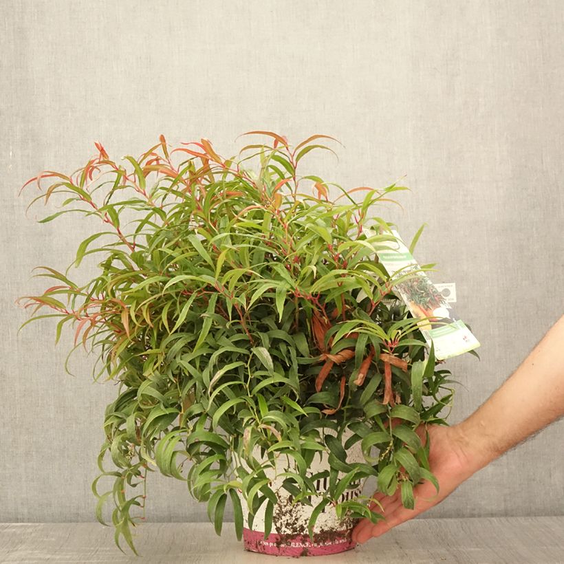 Esimerkki kesällä toimitetusta Leukotti Halloween Pot de 4L/5L-taimesta