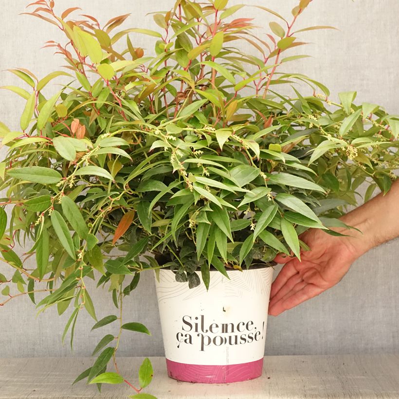 Esimerkki kesällä toimitetusta Leukotti Royal Ruby Pot de 2L/3L-taimesta