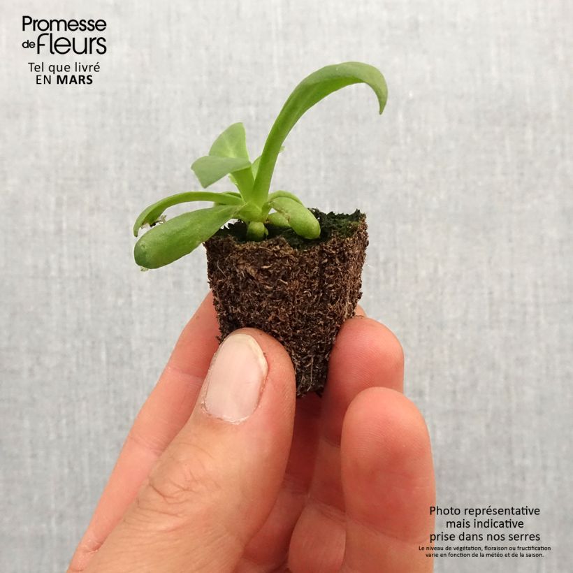 Esimerkki keväällä toimitetusta Lewisia cotyledon Elise en mélange Jardimotte : motte 3,8 cm x 3,2 cm en plaque de culture par 16-taimesta