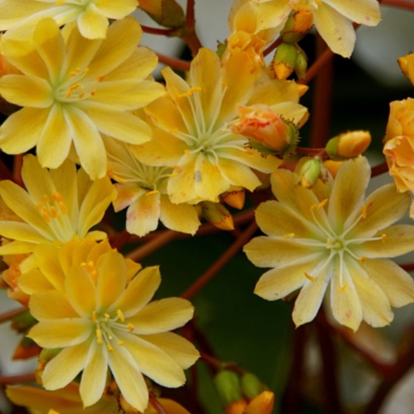 Kesälewisia Golden Yellow (Kukinta)