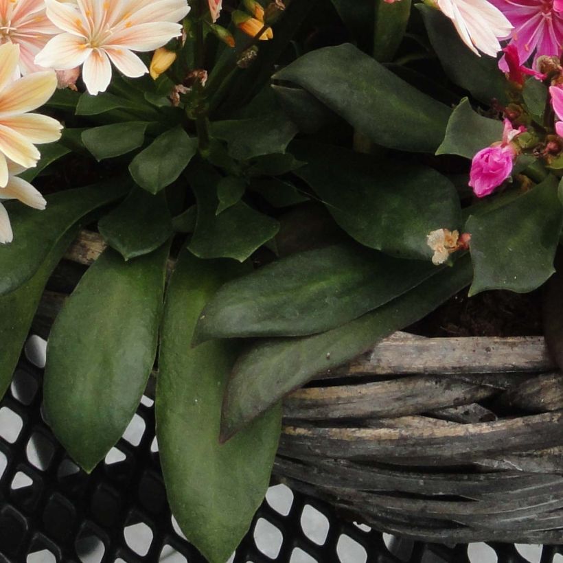 Kesälewisia Elise Mix (Lehvistö)