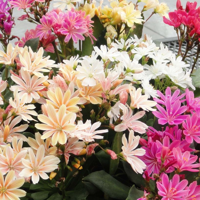 Kesälewisia Elise Mix (Kukinta)