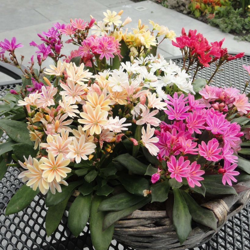 Kesälewisia Elise Mix (Kasvutapa)