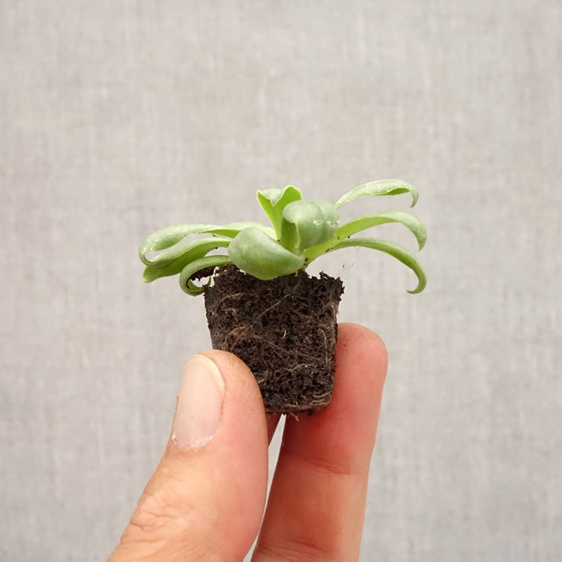 Esimerkki syksyllä toimitetusta Kesälewisia Elise White Mini-motte Ø 1,5/2,5 cm-taimesta