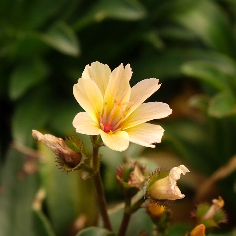 Kesälewisia Little Peach (Kukinta)