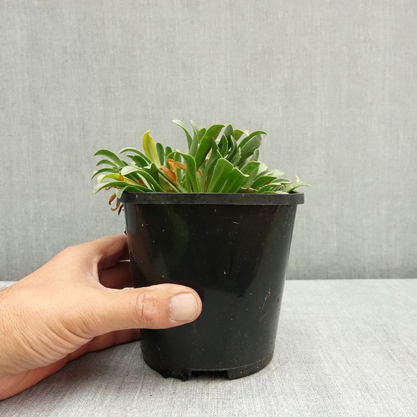Esimerkki kesällä toimitetusta Kesälewisia Little Peach 1,5 litran / 2 litran kannu-taimesta