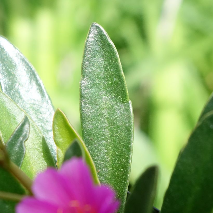 Kesälewisia Raspberry (Lehvistö)
