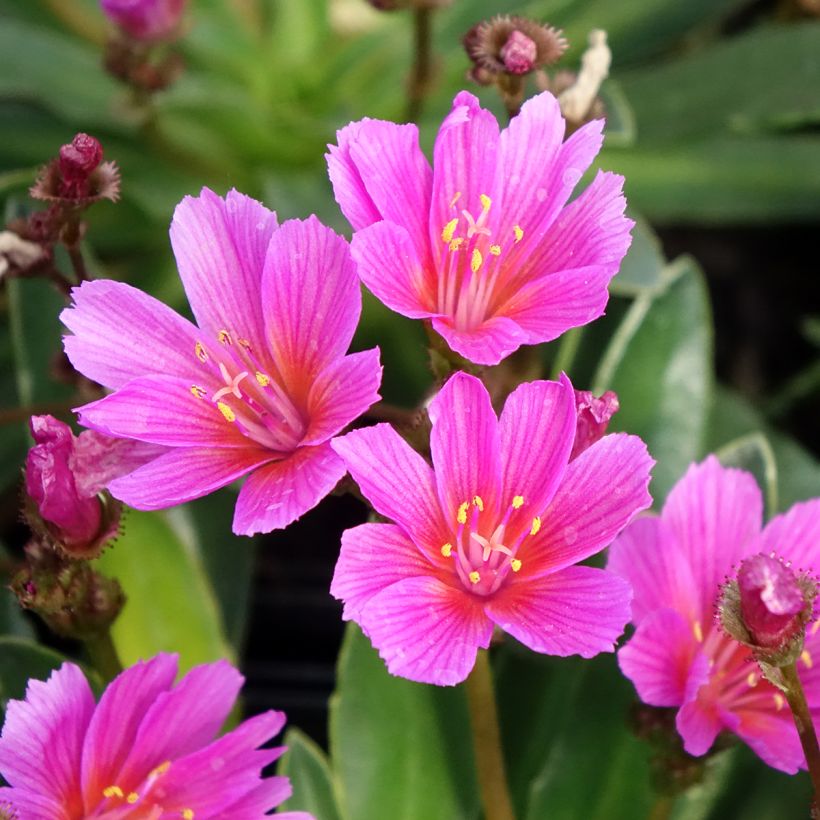 Kesälewisia Raspberry (Kukinta)