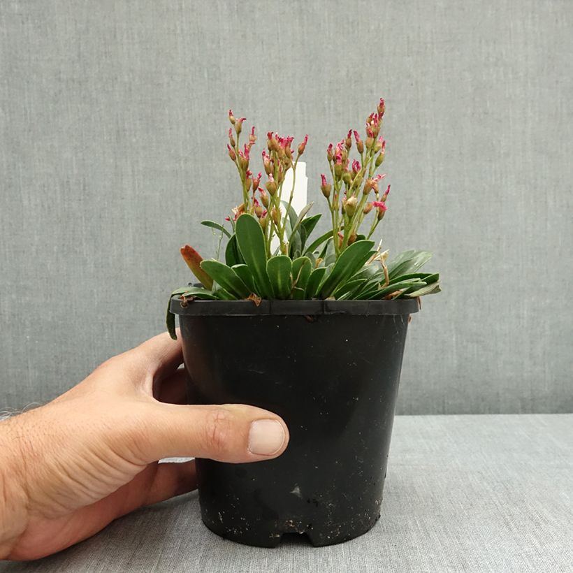 Esimerkki kesällä toimitetusta Lewisia Little Raspberry Pot de 1,5L/2L-taimesta