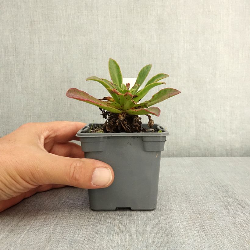 Esimerkki kesällä toimitetusta Kesälewisia Tropic Pink 8/9 cm taimiruukku-taimesta