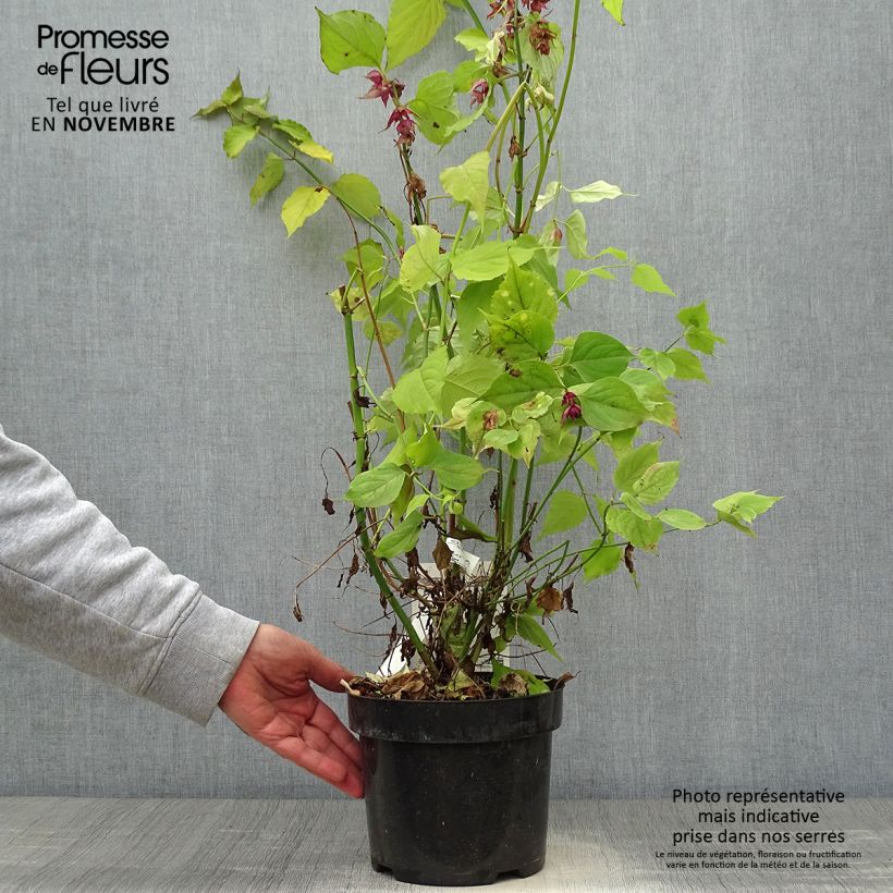 Esimerkki syksyllä toimitetusta Leycesteria formosa Little Lanterns - Arbre aux faisans Pot de 3L/4L-taimesta