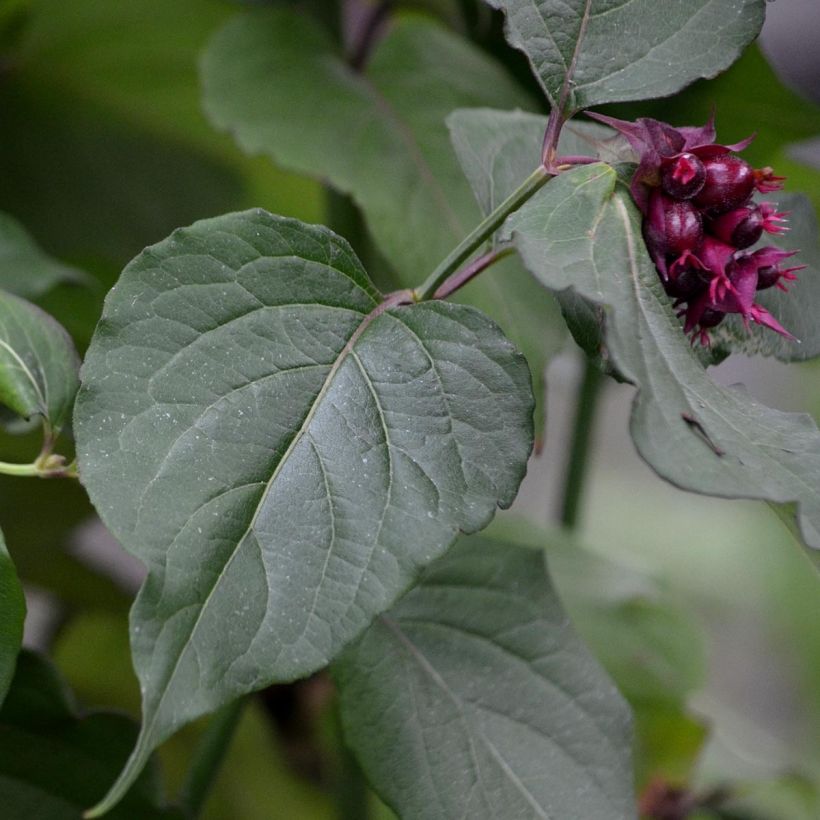 Tähkäkuusama Purple Rain (Lehvistö)