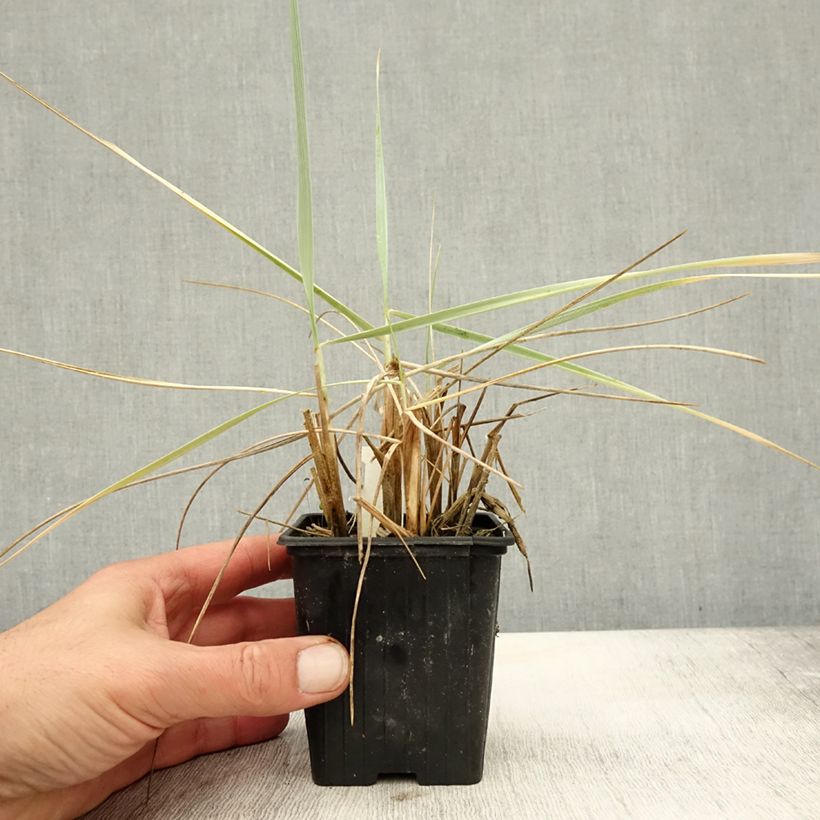 Esimerkki syksyllä toimitetusta Rantavehnä Blue Dune 8/9 cm taimiruukku-taimesta
