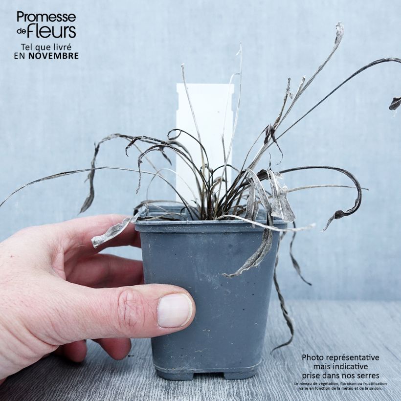Esimerkki syksyllä toimitetusta Punatähkä - Liatris ligulistylis 8/9 cm taimiruukku-taimesta