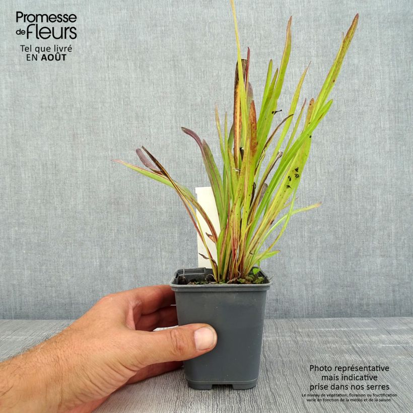 Esimerkki kesällä toimitetusta Punatähkä - Liatris ligulistylis Taimiruukku 8/9 cm-taimesta