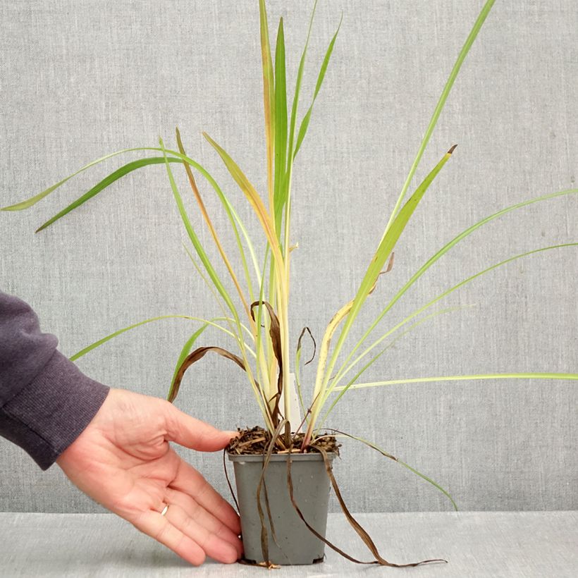 Esimerkki syksyllä toimitetusta Preeriapunatähkä - Liatris pycnostachya 8/9 cm taimiruukku-taimesta