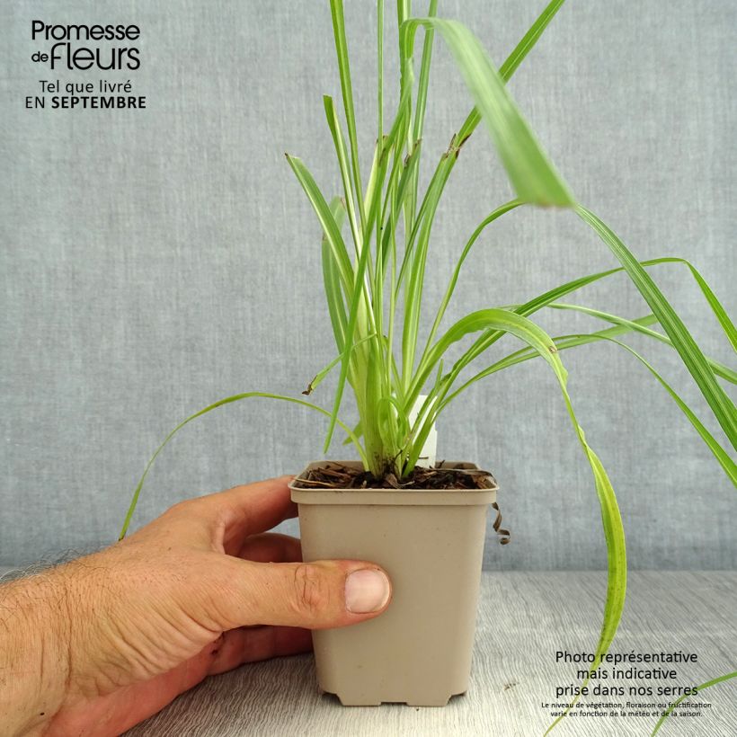 Esimerkki kesällä toimitetusta Preeriapunatähkä - Liatris pycnostachya Taimiruukku 8/9 cm-taimesta