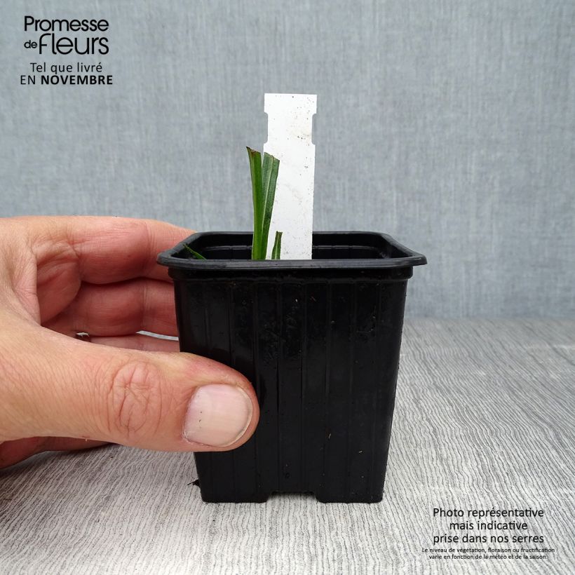 Esimerkki syksyllä toimitetusta Noropunatähkä - Liatris spicata 8/9 cm taimiruukku-taimesta