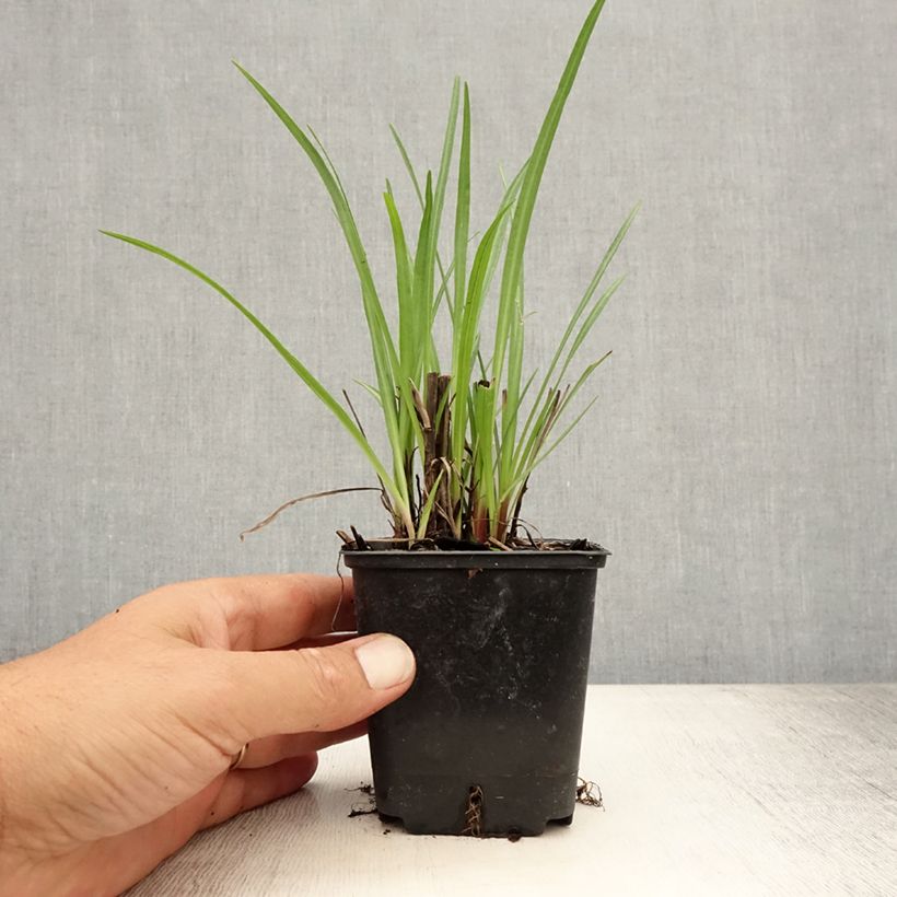 Esimerkki kesällä toimitetusta Noropunatähkä - Liatris spicata Taimiruukku 8/9 cm-taimesta