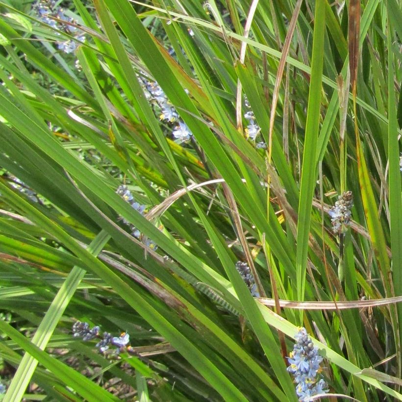 Libertia sessiliflora Caerulescens (Lehvistö)