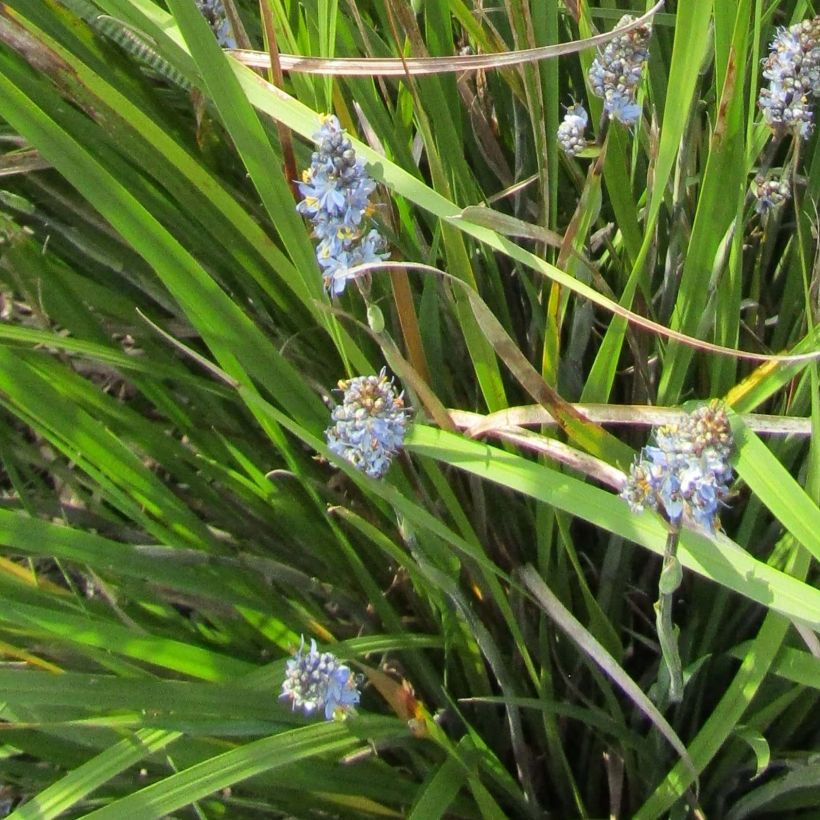 Libertia sessiliflora Caerulescens (Kukinta)