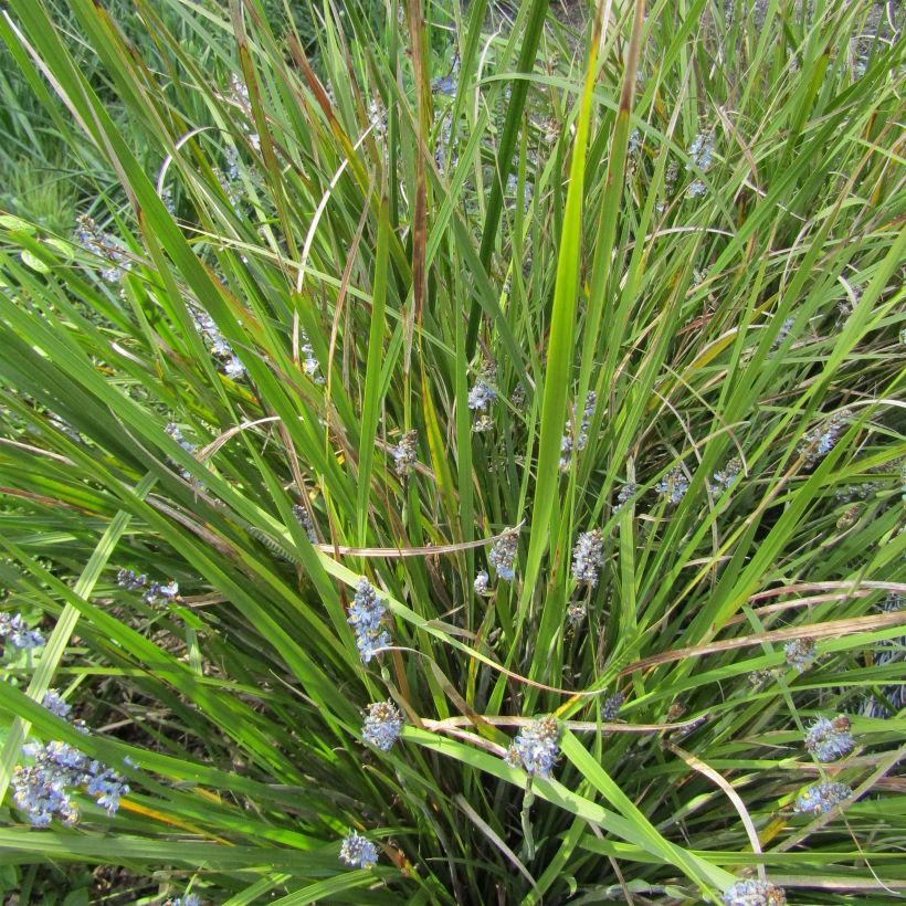 Libertia sessiliflora Caerulescens (Kasvutapa)
