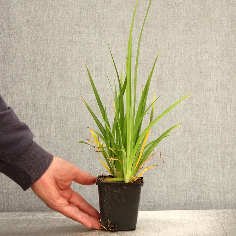 Esimerkki syksyllä toimitetusta Libertia formosa 8/9 cm taimiruukku-taimesta