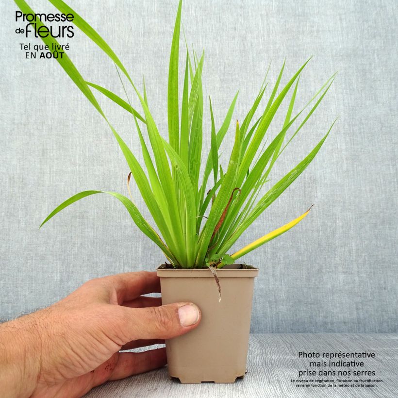 Esimerkki kesällä toimitetusta Libertia formosa Taimiruukku 8/9 cm-taimesta