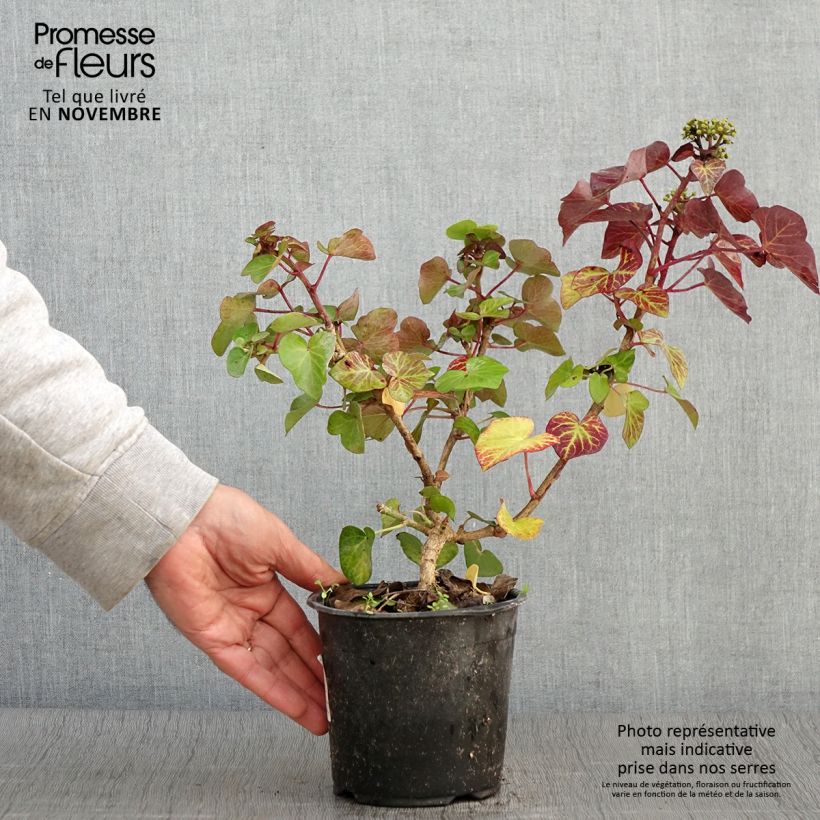 Esimerkki syksyllä toimitetusta Muratti Arbori Compact 2 litran/3 litran ruukku-taimesta