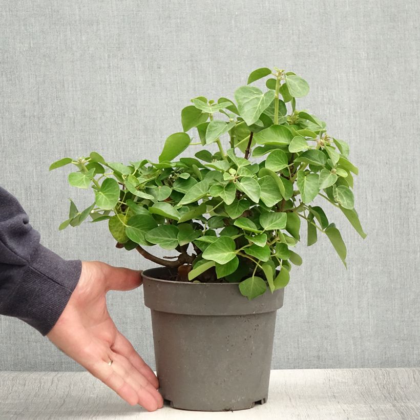 Esimerkki kesällä toimitetusta Muratti Arbori Compact Ruukku 2L / 3L-taimesta