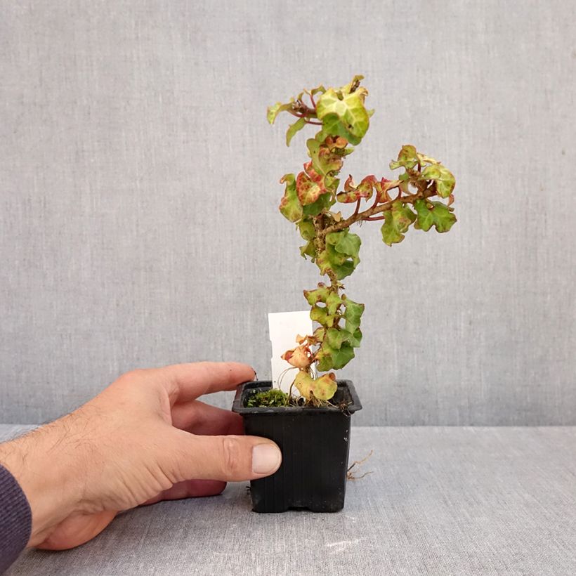 Esimerkki syksyllä toimitetusta Muratti Conglomerata 8/9 cm taimiruukku-taimesta