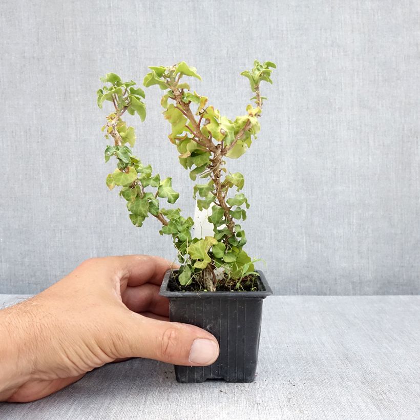 Esimerkki kesällä toimitetusta Muratti Conglomerata 8/9 cm taimiruukku-taimesta